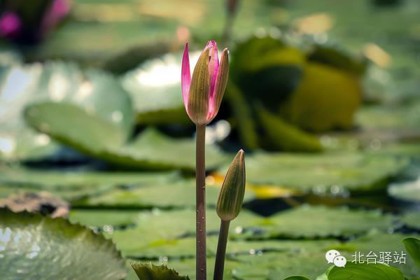 【北台邀您欣赏】清雅的莲花 (图2)