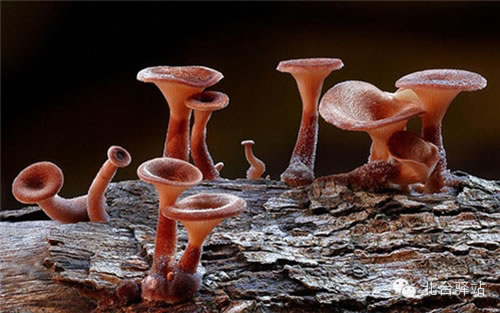 【北台邀您欣赏】蘑菇之梦幻色彩 (图1)