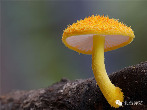 【北台邀您欣赏】蘑菇之梦幻色彩 (图8)