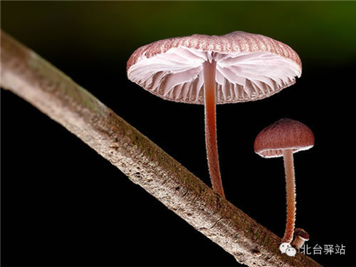【北台邀您欣赏】蘑菇之梦幻色彩 (图5)