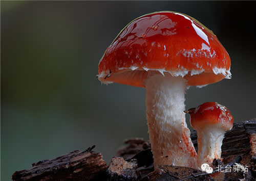 【北台邀您欣赏】蘑菇之梦幻色彩 (图6)