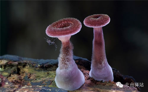 【北台邀您欣赏】蘑菇之梦幻色彩 (图7)