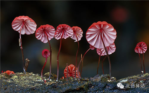 【北台邀您欣赏】蘑菇之梦幻色彩 (图12)