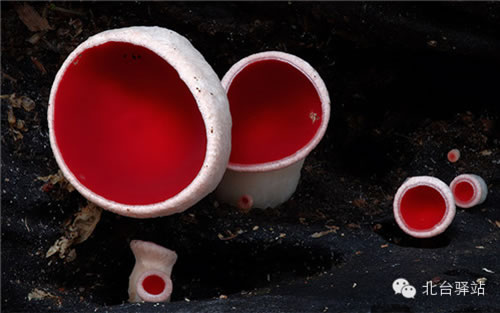 【北台邀您欣赏】蘑菇之梦幻色彩 (图11)
