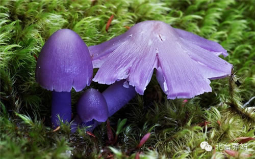 【北台邀您欣赏】蘑菇之梦幻色彩 (图13)