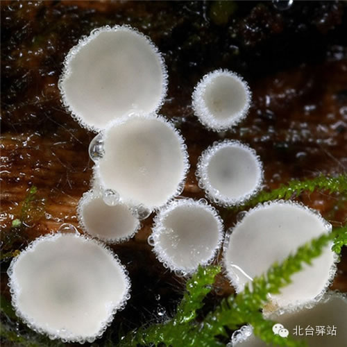 【北台邀您欣赏】蘑菇之梦幻色彩 (图14)